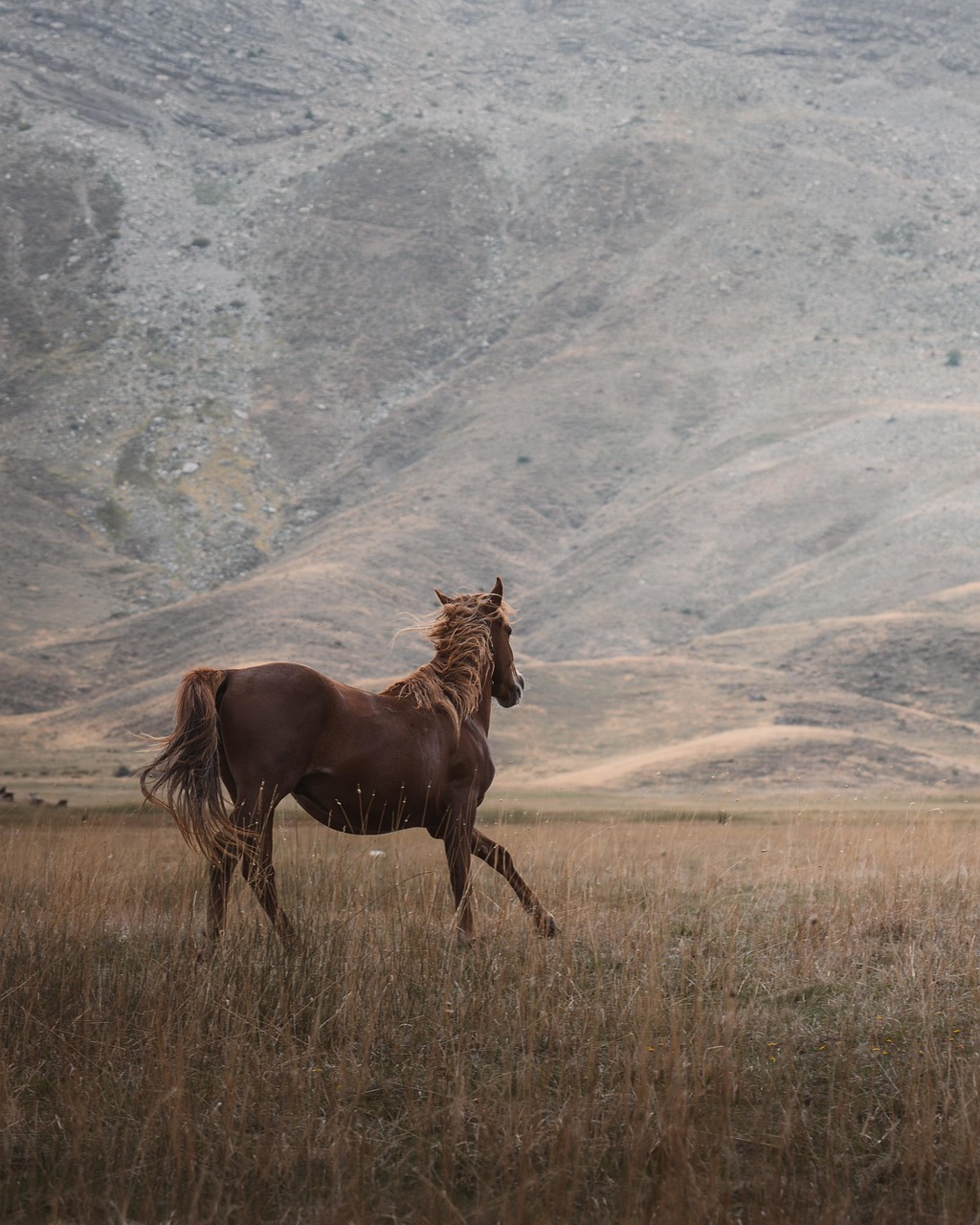 wild horse, steppe, animal, majestic movement, mountain, nature, equine, rural beauty, breathtaking view